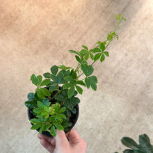 Load image into Gallery viewer, Parthenocissus striata 4&quot; - Sugarvine