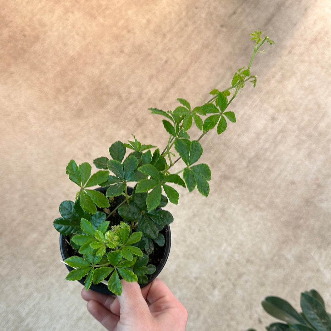 Parthenocissus striata 4