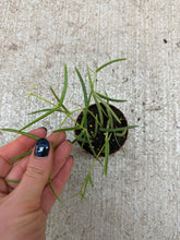 Load image into Gallery viewer, Hoya sp. Linearis 2" - Wax Plant