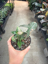Load image into Gallery viewer, Syngonium Pink Splash 4&quot;