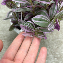 Load image into Gallery viewer, Tradescantia sp. &#39;Sweetness&#39; 6&quot; Basket - Pink Inch Plant