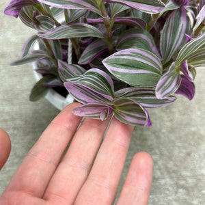 Tradescantia sp. 'Sweetness' 6" Basket - Pink Inch Plant