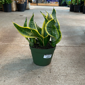 Sansevieria 'Twisted Sister' 6" - Twisted Sister Snake Plant