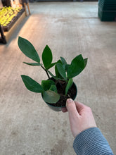 Load image into Gallery viewer, Zamio Zamioculcas 4&quot; - ZZ Plant