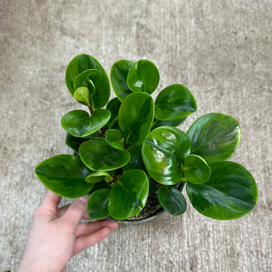 Peperomia Lemon Lime 6