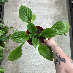 Primulina sp. 6"