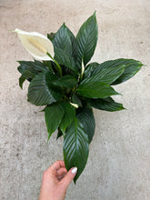 Load image into Gallery viewer, Spathiphyllum Sp. 6" - Peace Lily
