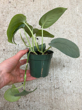 Load image into Gallery viewer, Scindapsus platinum 4" - Satin Pothos