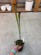 Load image into Gallery viewer, Sarracenia 5.5"