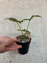 Load image into Gallery viewer, Syngonium Pink Splash 4"