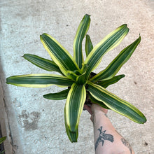 Load image into Gallery viewer, Neoregelia magalii variegated 6&quot; - Bromeliad