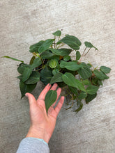 Load image into Gallery viewer, Philodendron Micans 6"