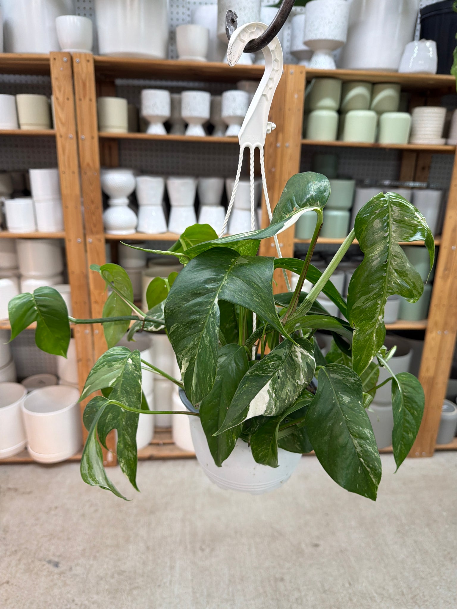 epipremnum hanging plant Epipremnum pinnatum Albo 6" Hanging Basket – Kent East Hill Nursery