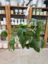 Load image into Gallery viewer, Epipremnum pinnatum Albo 6" Hanging Basket
