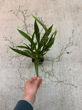 Load image into Gallery viewer, Oncidium Tsiku Margurite (Twinkle x sotoanum) 4&quot;