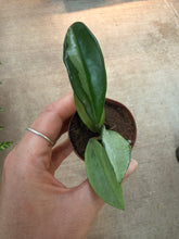 Load image into Gallery viewer, Hoya Silver Moon 2&quot; - Wax Plant