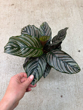 Load image into Gallery viewer, Calathea Ornata 6&quot; - Pinstripe Calathea