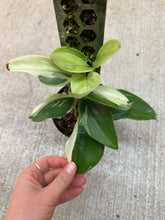 Load image into Gallery viewer, Scindapsus treubii Moonlight Albo Variegata 4"