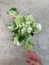 Load image into Gallery viewer, Epipremnum aureum manjula compacta 6" - Pothos
