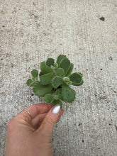 Load image into Gallery viewer, Cotyledon tomentosa (Bear's Paw) 2"