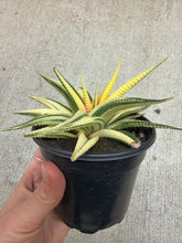 Load image into Gallery viewer, Haworthia fasciata 'Aurea Variegata' 4"