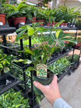Load image into Gallery viewer, Schefflera Trinette 4&quot; - Umbrella Tree