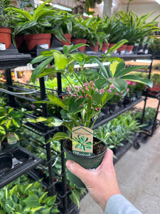 Schefflera Trinette 4" - Umbrella Tree