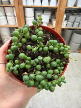 Load image into Gallery viewer, Senecio Rowleyanus 4" - String of Pearls