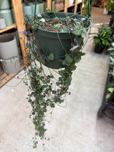 Load image into Gallery viewer, Ceropegia woodii 6" - String of Hearts