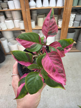 Load image into Gallery viewer, Alternanthera ficoidea &#39;Party Time&#39; 4&quot;