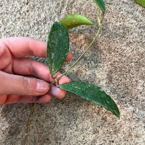 Hoya phuwuaensis splash 4"