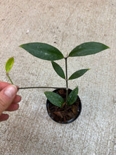 Load image into Gallery viewer, Hoya amicabilis 2"