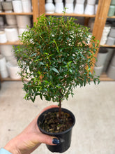 Load image into Gallery viewer, Myrtle Topiary Mini 4"