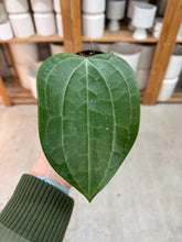 Load image into Gallery viewer, Hoya latifolia dinner plate 3"