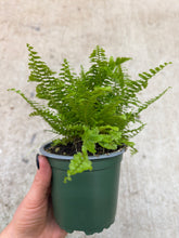 Load image into Gallery viewer, Nephrolepis exaltata 'Fluffy Ruffles' 4" - Boston Fern
