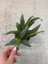 Load image into Gallery viewer, Scilla violacea Ledebouria Socisllis 4" - Leopard Lily