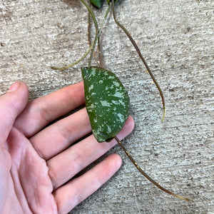 Hoya Imbricata 4"