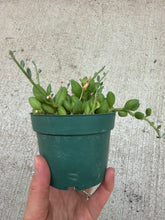 Load image into Gallery viewer, Senecio herreanus 4" - String of Watermelons