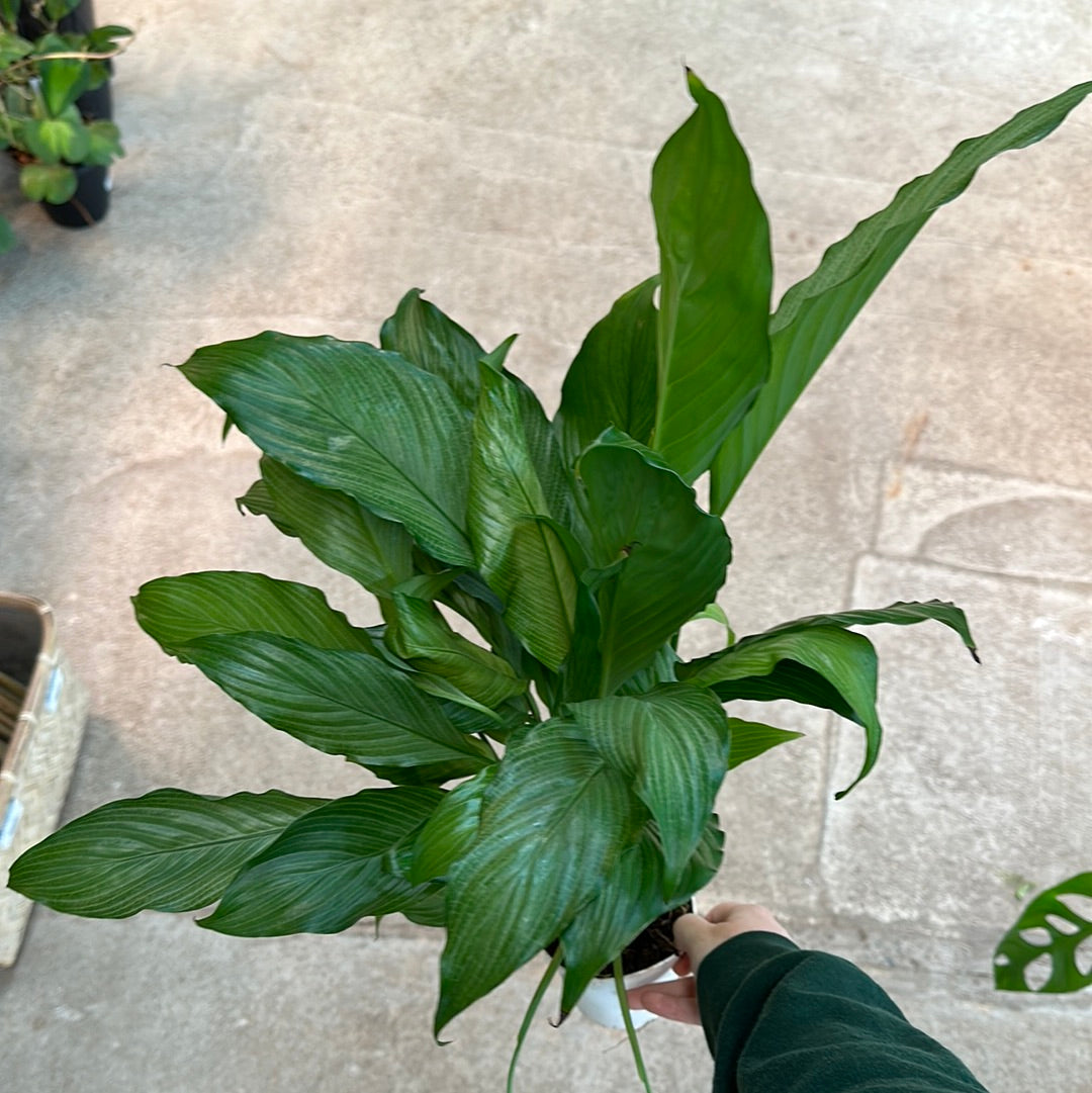 platinum mist peace lily Spathiphyllum 'Platinum Mist' 4"