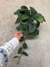 Load image into Gallery viewer, Scindapsus Jade Satin 6" - Pothos