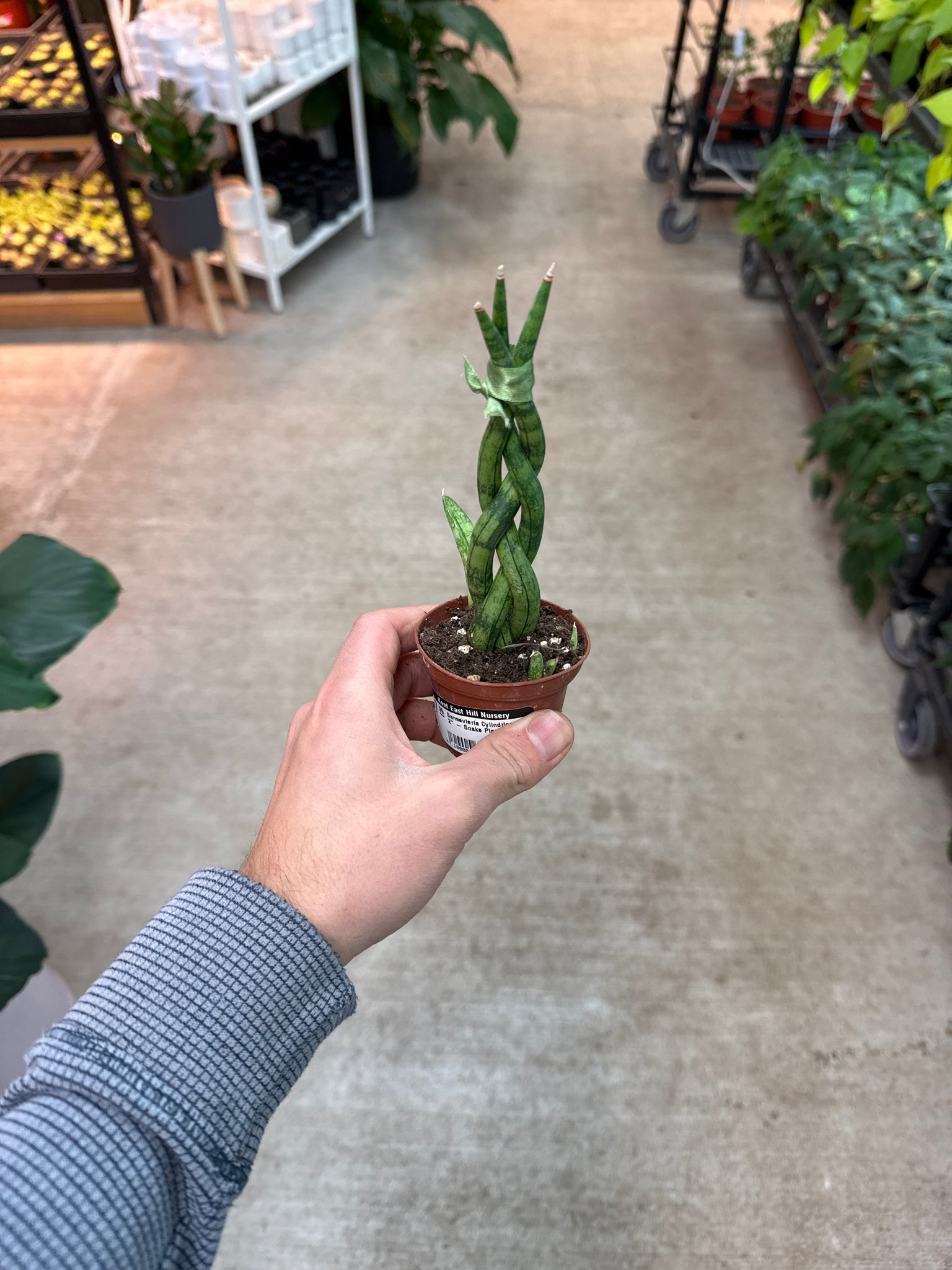 braided sansevieria Sansevieria Cylindrica Braid 2"