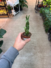 Load image into Gallery viewer, Sansevieria Cylindrica Braid 2&quot; - Snake Plant