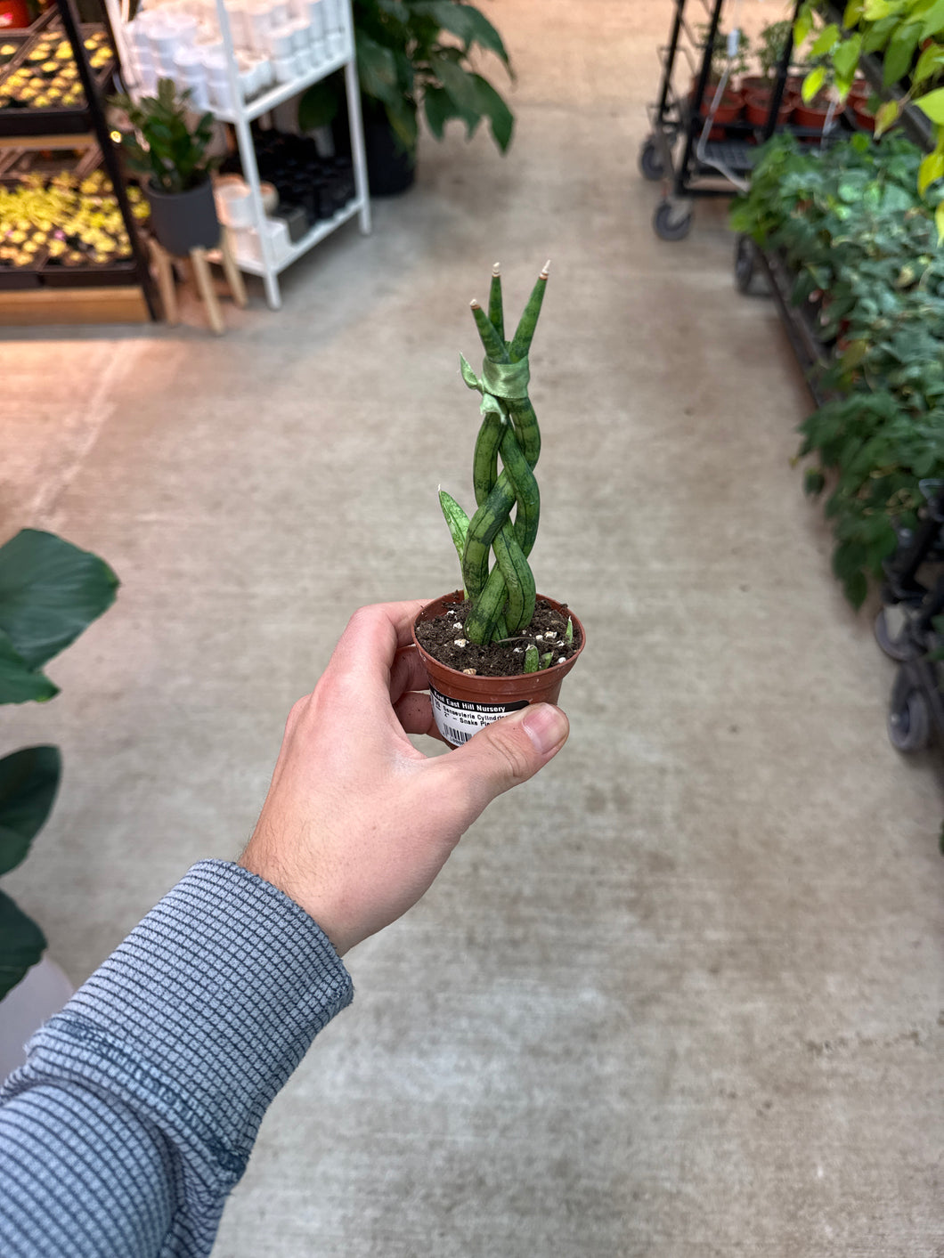 sansevieria cylindrica braid care Sansevieria Cylindrica Braid 2"