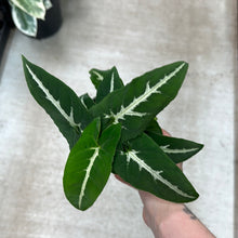 Load image into Gallery viewer, Syngonium Wendlandii 4&quot;