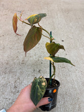 Load image into Gallery viewer, Philodendron micans Variegata 4"