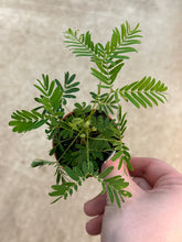 Load image into Gallery viewer, Mimosa pudica 2&quot; - Sensitive Plant