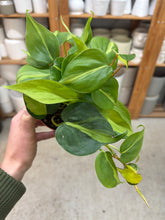 Load image into Gallery viewer, Philodendron Brasil 4"