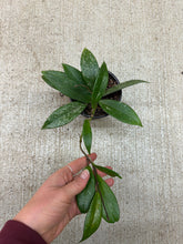 Load image into Gallery viewer, Hoya pubicalyx splash 4&quot; - Wax Plant