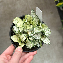 Load image into Gallery viewer, Fittonia &#39;Purple Snow Anne&#39; 4&quot; - Nerve Plant