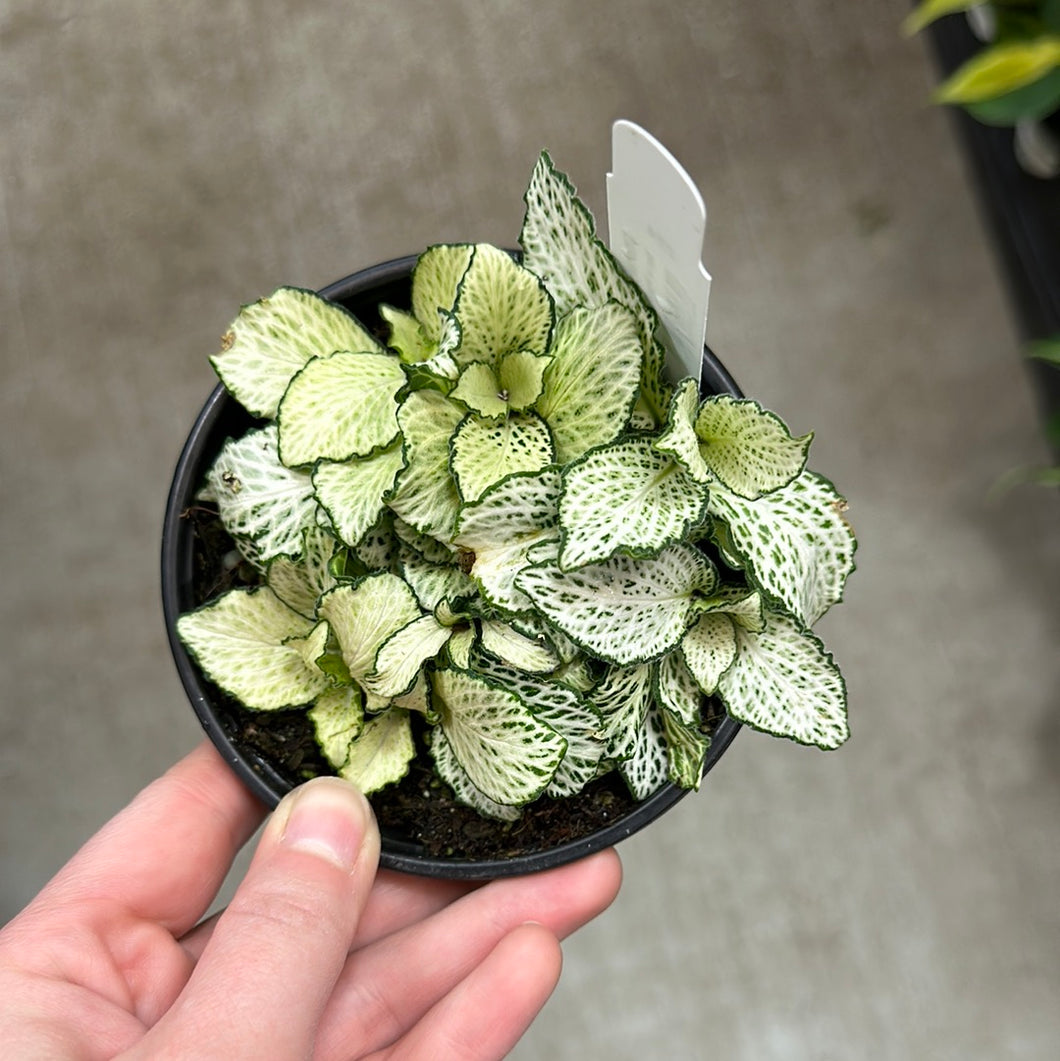 Fittonia 'Purple Snow Anne' 4